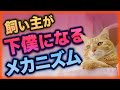 まさかの真実…猫の下僕になってしまう理由が判明しました