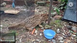 kucing Hutan Jawa super lemot