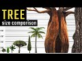 Tree size comparison the biggest trees on earth world info