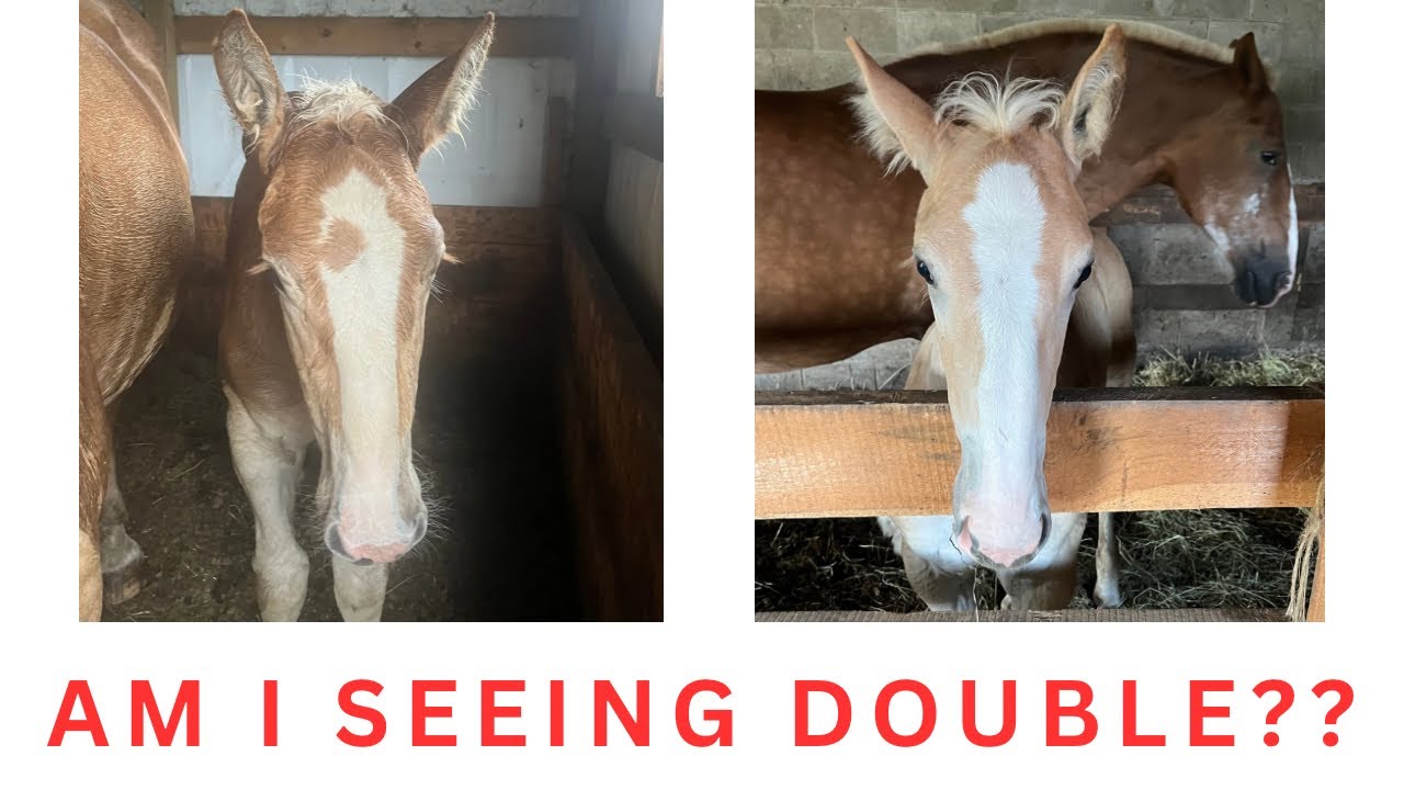 IS JIM BUYING MORE HORSES??!! 