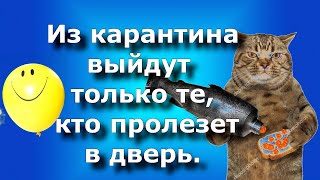 Карантин С Юмором! Веселая Самоизоляция!