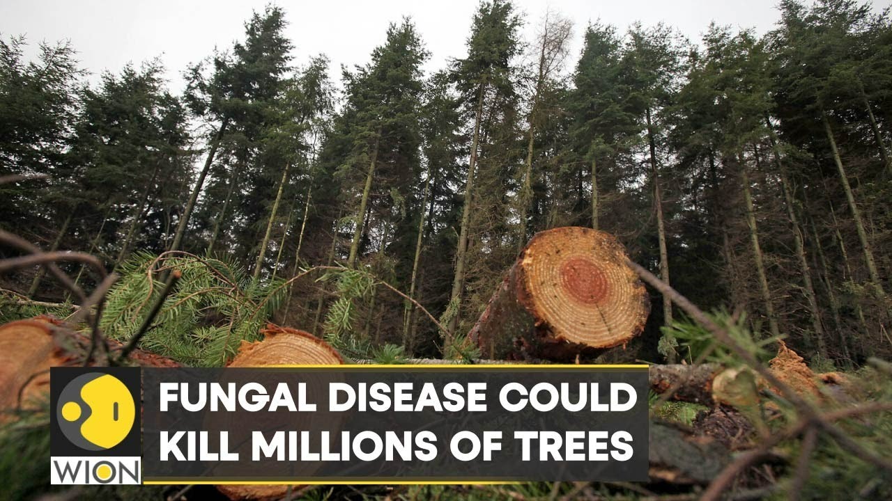 WION Climate Tracker | The fungal disease could kill millions of trees