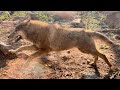 The wolves running through the window caused tourists to exclaim跑过窗前的狼引起游客阵阵惊呼-南京市红山森林动物园