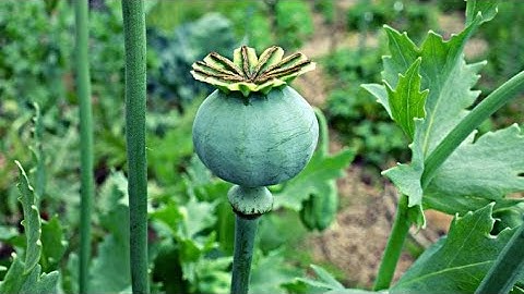 những gì bạn nên biết về cây thuốc phiện (hoa anh túc)