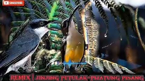 KOmbinasi pedasss | jinjing petulak vs pijantung piisang