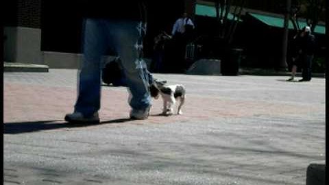 Altruism and Race Video