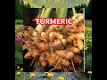 TURMERIC : #HisW