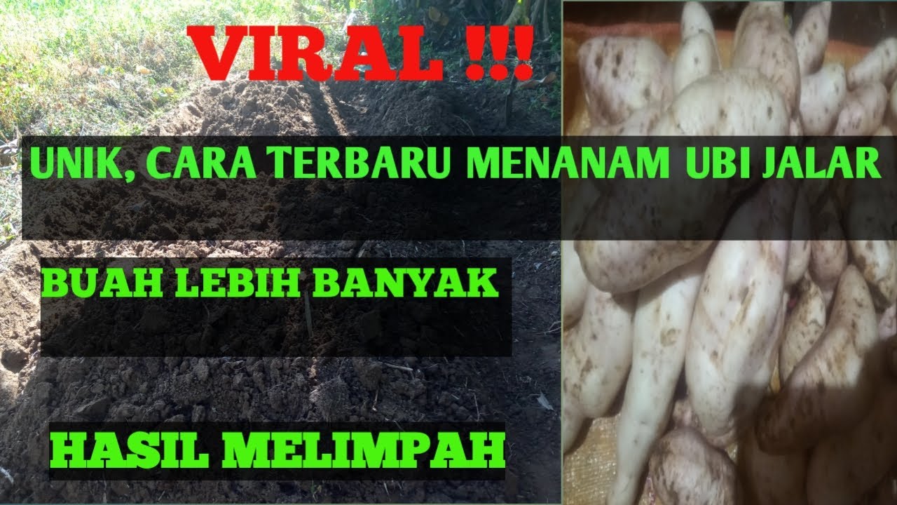 CARA AGAR UBI JALAR BERBUAH LEBAT DAN BESAR | BUDIDAYA UBI JALAR 
