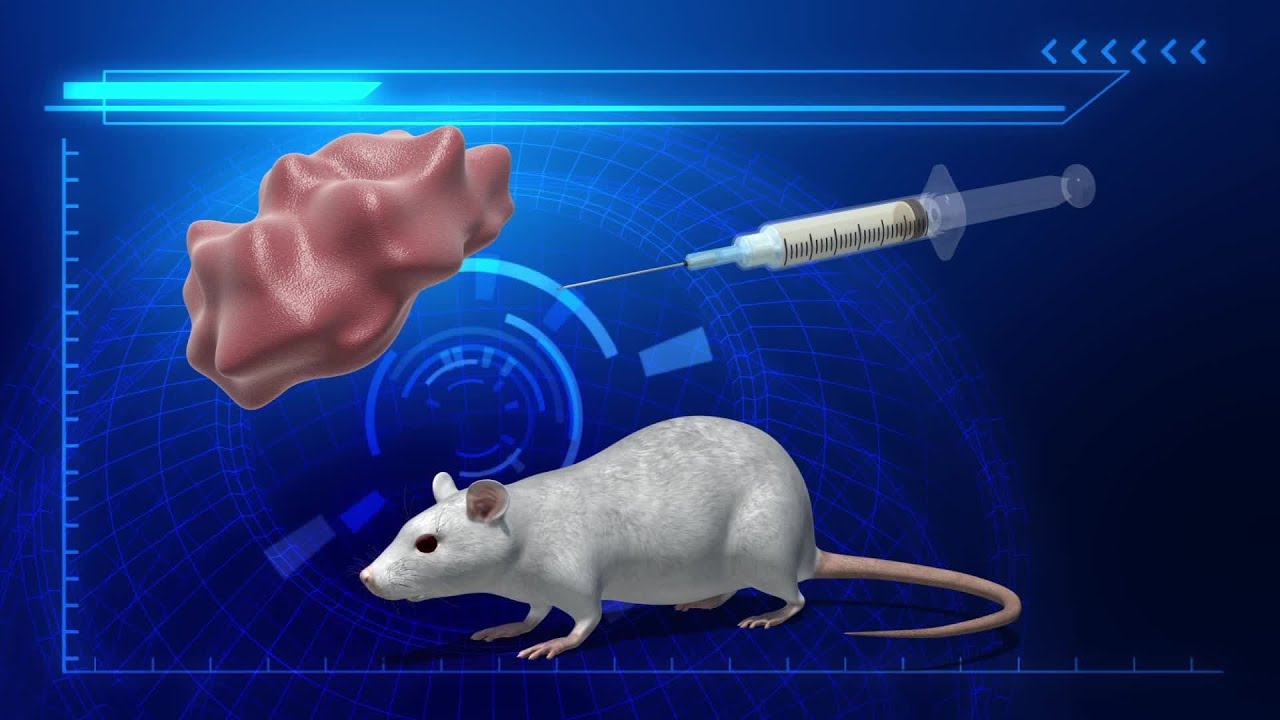 New Cancer Vaccine Completely Eliminates Tumors In Mice Youtube New Cancer Vaccine Completely Eliminates Tumors In Mice Youtube