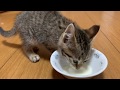 【保護9日目】ついに哺乳瓶卒業?やっぱり最後は甘えるタロちゃんです。Finally graduated from a baby bottle?