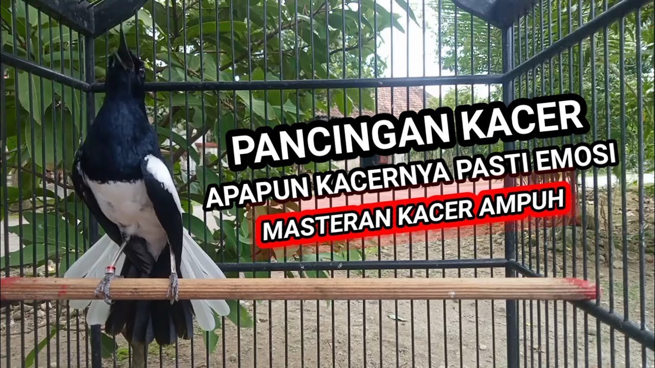 Kacer GACOR ngeplong KONSLET Tarung ini Paling Ampuh untuk PANCINGAN KACER agar EMOSI..
