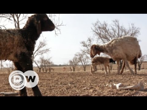 Video: Was sind die Bedrohungen für die Wüste?