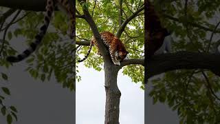 A Leopard tried to catch a goat on the tree for food #leopard #viralvideos #animals#shorts#