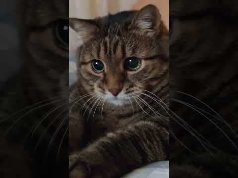 На всю жизнь 😺🤗🙏🤣 #cat #кот #юмор #котушка #приколы #цитаты #смех
