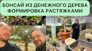 БОНСАЙ ИЗ РЕДКОЙ CRASSULA OVATA RETURN OF BEAUTY КРАССУЛЫ ОВАТЫ ДЕНЕЖНОГО ДЕРЕВА ТОЛСТЯНКИ