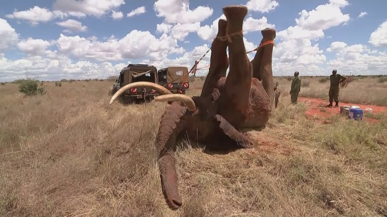 Elephant saved from ivory poachers in Kenya