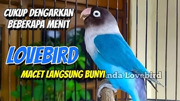 LB Fighter Ngekek Panjang, LOVEBIRD PASTI SUKA, DENGAR BEBERAPA MENIT LB Macet Langsung BUNYI