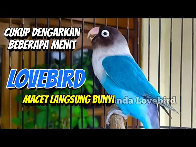 LB Fighter Ngekek Panjang, LOVEBIRD PASTI SUKA, DENGAR BEBERAPA MENIT LB Macet Langsung BUNYI class=