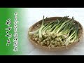 山形の冬の伝統野菜「あさつき」