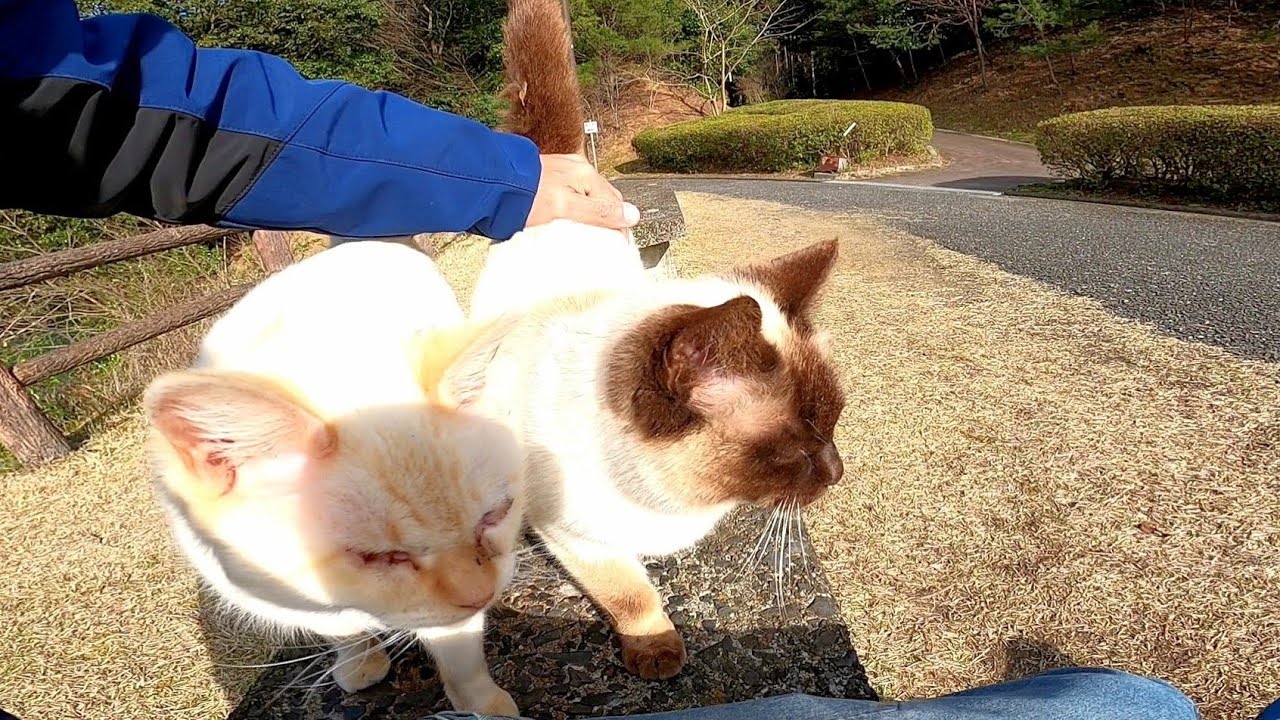 ダムの側のベンチに座ったら野良猫が集まってきた にゃんとちゃんねる