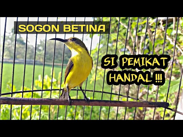 SUARA PANGGILAN SOGON BETINA PIKAT 💯% AMPUH MENAIKKAN BIRAHI SOGON JANTAN class=