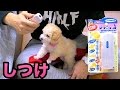 犬を超音波でしつける道具が凄い!! 　　PDS