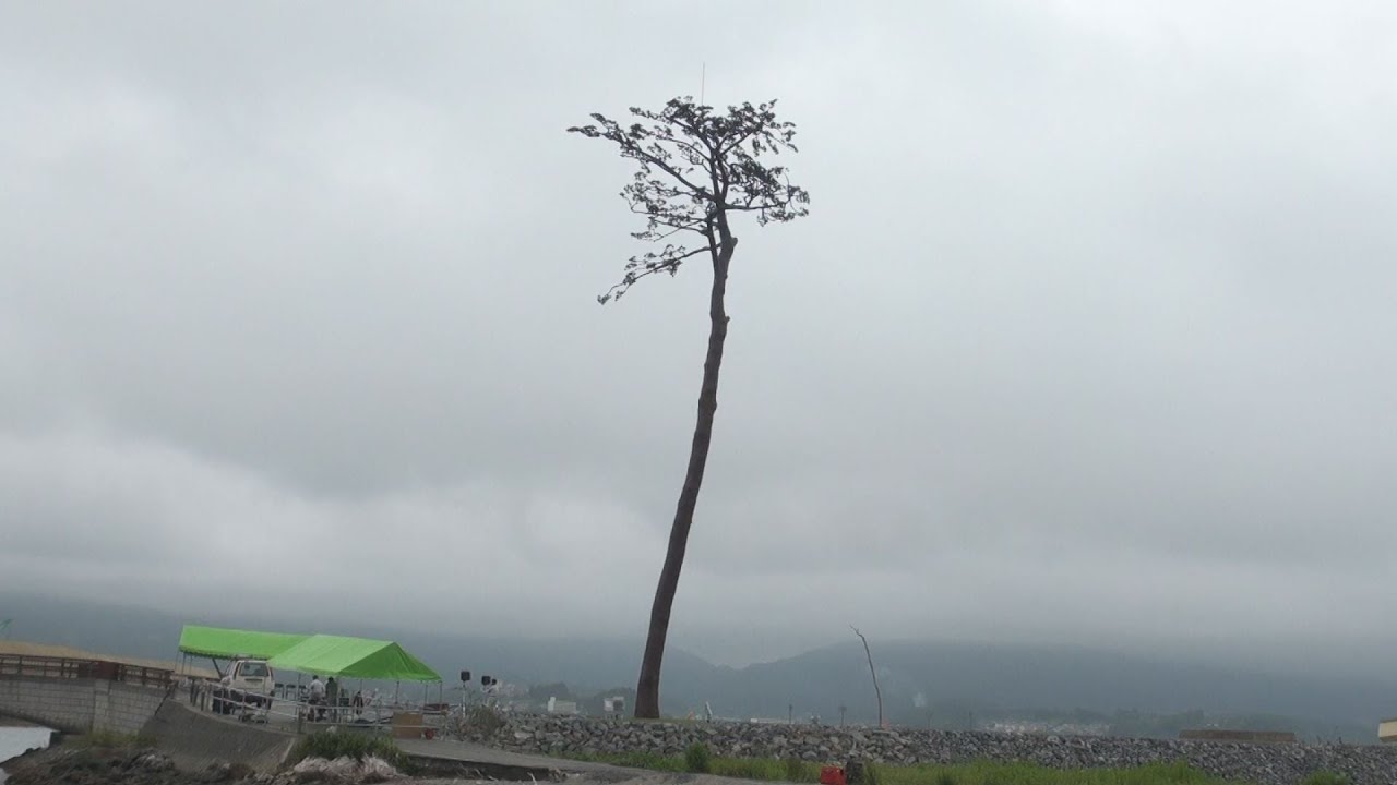 流木に岩松を着生させました。 maxresdefault.jpg