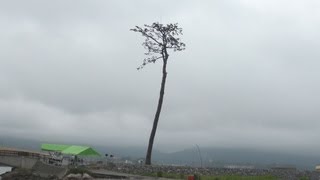 「復興見守って」 奇跡の一本松が復元