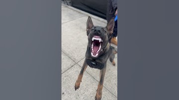 Dutch shepherd/ German shepherd cross agitation training #workingk9