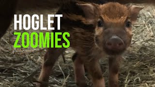 Cheyenne Mountain Zoo Welcomes Watermelon Striped Baby Red River Hog