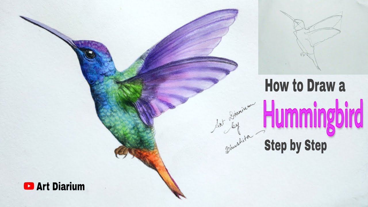 How to draw a Hummingbird for beginners - YouTube
