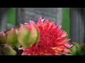 Canon Vixia hf s200 DOF flower test 1920 x 1080 @60p .mp4