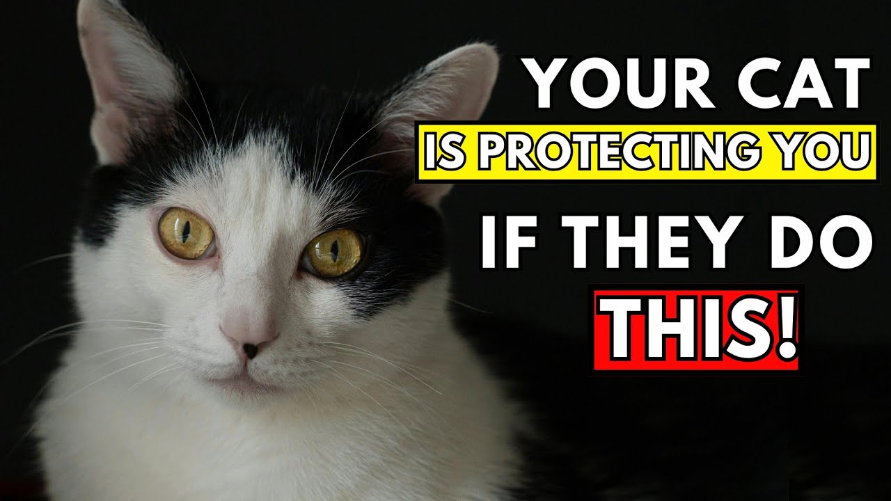 If Your Cat Does These 11 Things, They’re Secretly Trying to Protect You