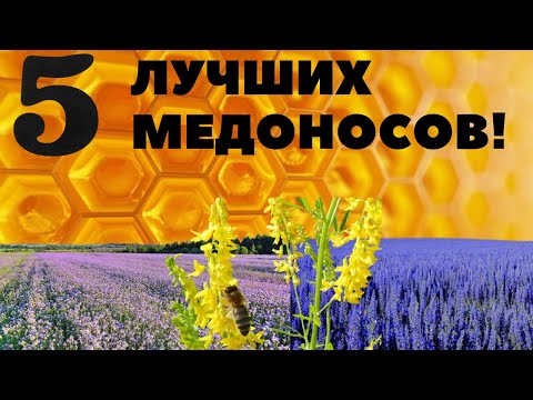 Лучшие Медоносы!