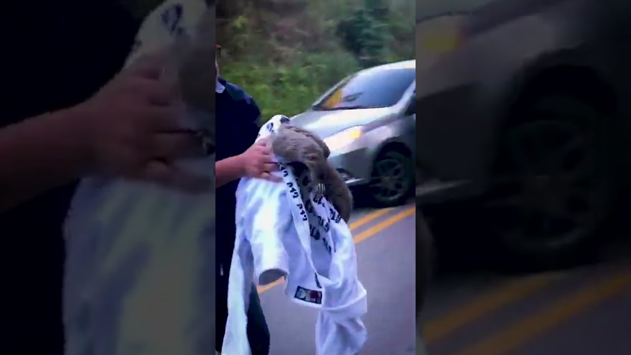 Adorable Sloth Gives Handshake After Being Rescued! #Shorts
