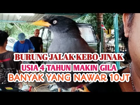 JALAK KEBO TUA PALING JINAK