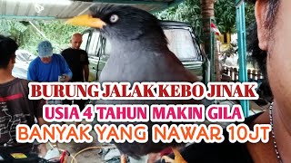 JALAK KEBO TUA PALING JINAK