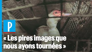 L214 : les nouvelles images choc dans un élevage de canard