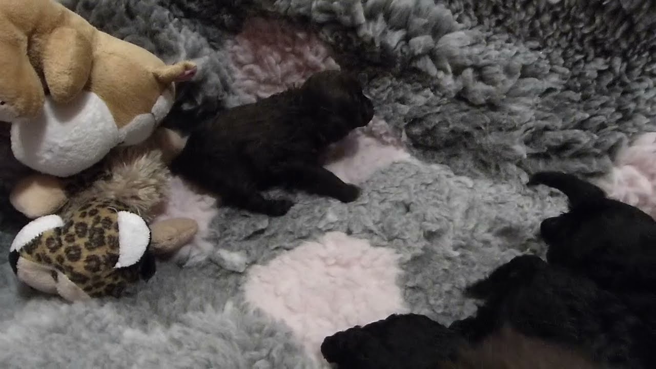 Svarta och brun dvärg-toypudelvalpar som börjar röra sig mer. Dwarf and toy poodle puppies.