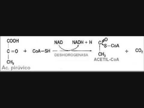 Video: ¿Qué es el ácido pirúvico en biología?