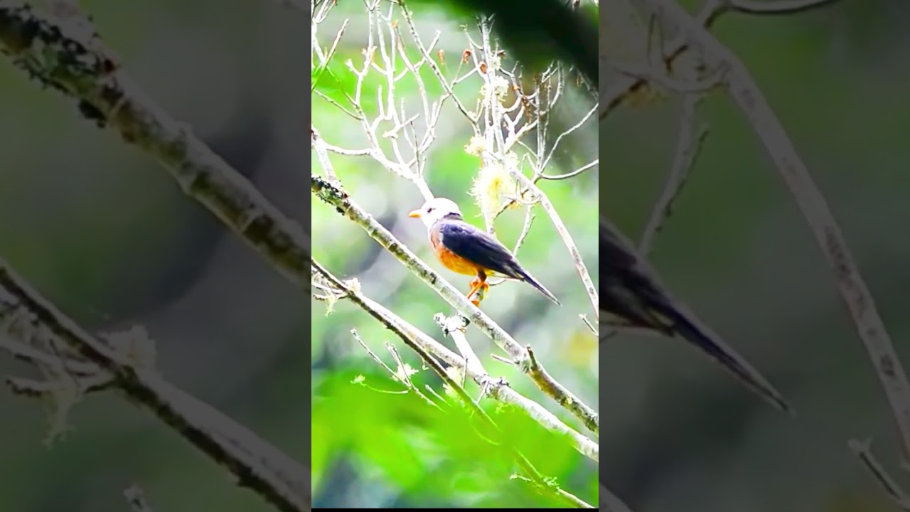 Unlocking the Secret Songs of the Island Thrush | Turdus poliocephalus Vocalizations