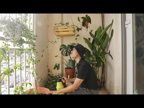 Video: Chậu trồng ban công: Chọn chậu trồng cây ban công hẹp