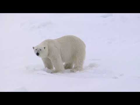 Video: Orsi Polari Contro I Poveri? Rete Matador