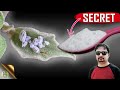 Creating Organic Pesticides with Baking Soda for a Healthy Garden
