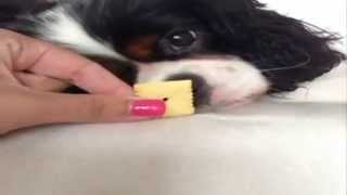 Как разбудить любимую...собаку:)favorite dog Как разбудить любимую...собаку:)favorite dog