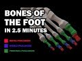 BONES OF THE FOOT