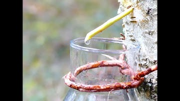 How to tap Birch Sap #shorts #bushcraft #birch #camping #outdoors #diy #survival #forest #water #sap