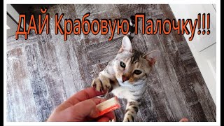 А как проходит день у вашего кота? Бенгальский кот Вирсик.