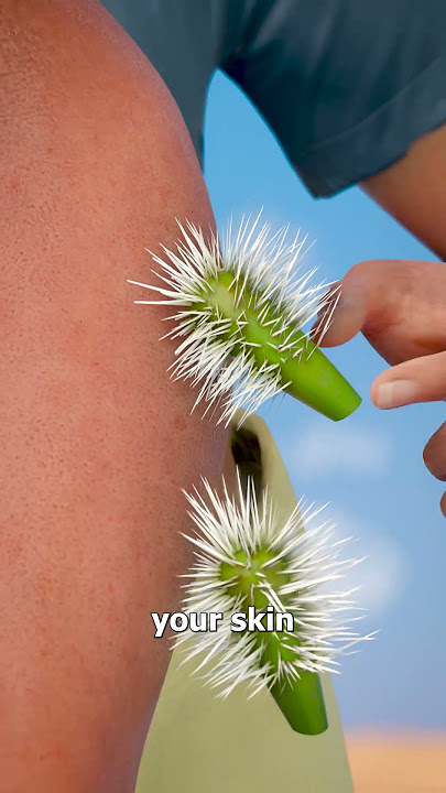 How To Remove Cholla Cactus Spines 🤔🌵
