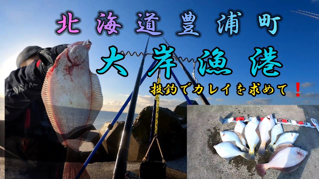 豊浦町大岸漁港防波堤で大型鰈が釣れる❗️#DAIWA #トーナメント#投げ釣り#ドローン# 釣魚#Japanesefishing#海釣り#GoPro#drone#capcut